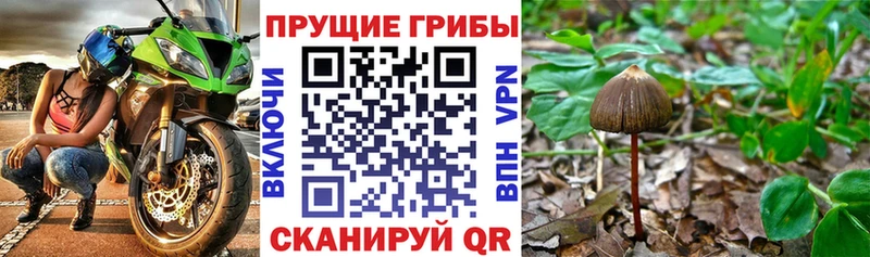 Псилоцибиновые грибы мицелий Торжок